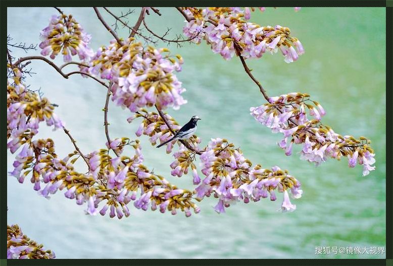 【花开锦簇，繁花似锦——赏花指南】