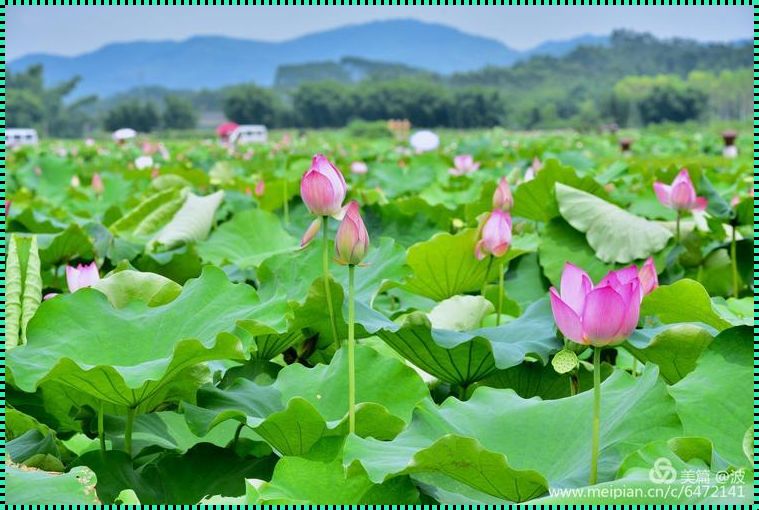 荷花村：我的种植乐园