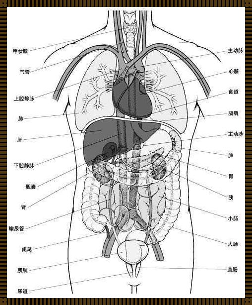 男人身体的部位——独特之处