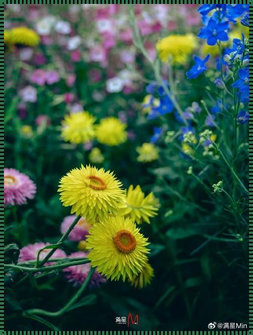 头埋在我花丛里（这花事，那花情，都是生活的小确幸）