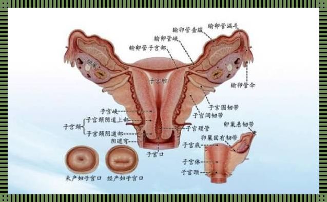 女性外部生殖图示的结构详解