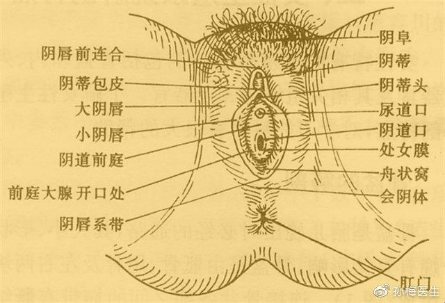 女性外部生殖图示的结构详解：带你深入了解女性生殖系统