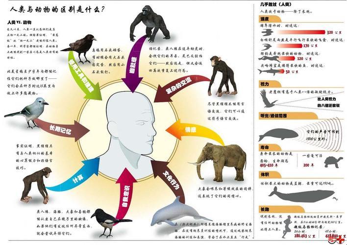 人与畜禽的合作关系：和谐共处的科技新篇章