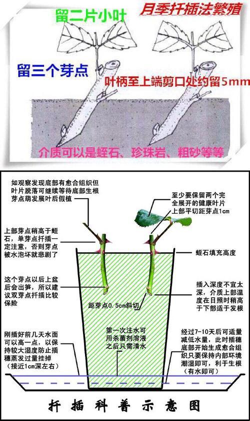 欧式72种扦插法的注意事项