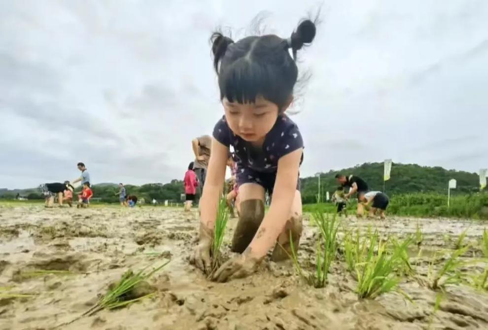 外国情侣插秧方法：爱意满满，搞笑十足